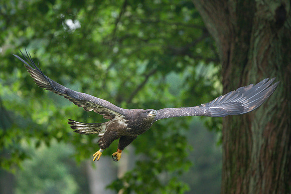 Bald Eaglet Flying Low.  Arlington, MA.