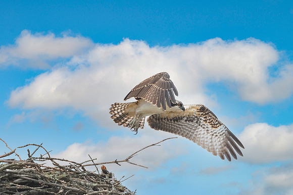 Independence Day.  Osprey Fledging. Nashua, NH. August 2021