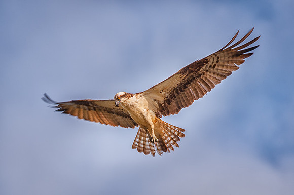 Osprey Looking for Fish, South Bill Pool, Plum Island, MA