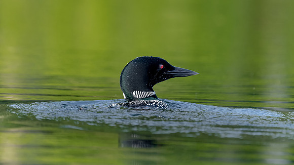 Active Supervision.  A loon scans the water in all directions to make sure her chick is safe.