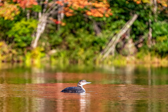 Painted Fall Morning.  Juvenile Loon, Central NH, September 2018