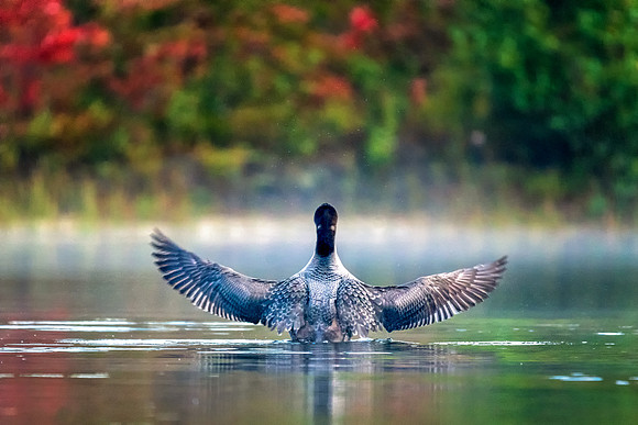 Rising Up.  Juvenile Loon, Central NH, September 2018