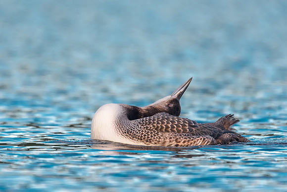 Juvenile Loon Yoga.  Central NH, September 2018