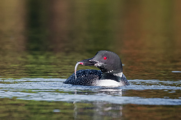 Breakfast in Served.  Molting Mom Loon, Central NH, September 2018