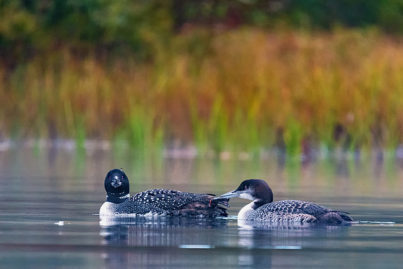 Mom and Juvenile Loons, Central NH, September 2018