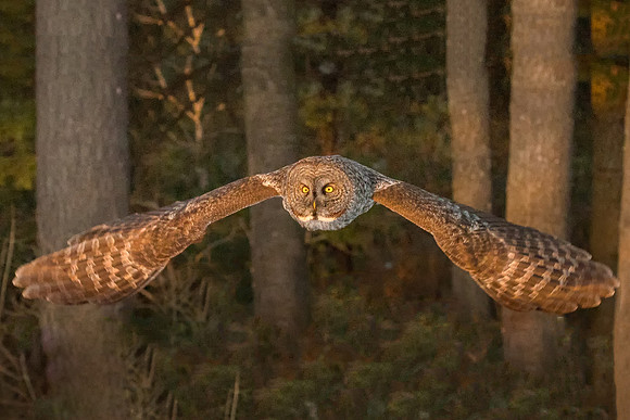 Into the Golden Light, Great Gray Owl, Newport, NH 2017