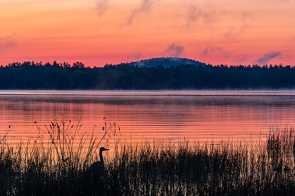 Off in the Distance.  Great Blue Heron at Sunrise, Lake Massabesic, Auburn, NH 2018