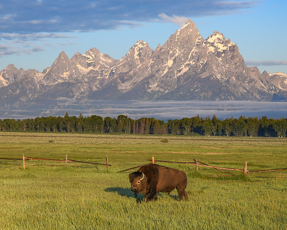 Grazing with a View Cropped 16 X 20 for Heidi