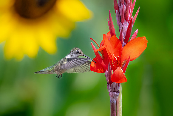 Ruby-throated Hummingbird in Cannas with Sunflower.  Nashua, NH.  2024.