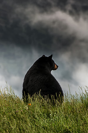 Black Bear, Alaska Wildlife Conservation Center, Portage, Alaska