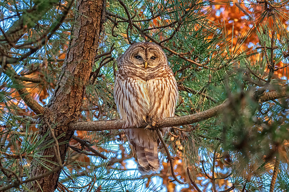 Barred Owl, Salisbury State Reservation, MA, 2018