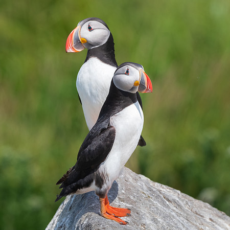 Mating Pair Atlantic Puffins.  Machias Seal Island, Maine.  July 2022.