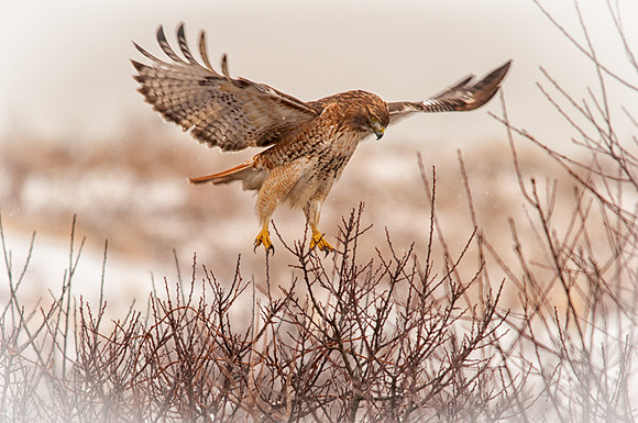 Soft Landing, Red Tailed Hawk, Plum Island, MA