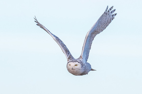 Across the Dune. Snowy Owl Sequence 6 of 7, Coastal NH, November 2018