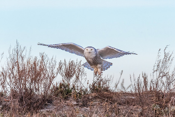 Take Off. Snowy Owl Sequence 1 of 7, Coastal NH, November 2018
