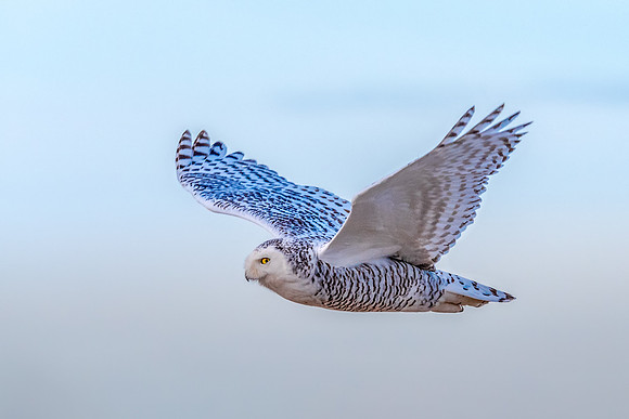 Into the Afternoon Light. Snowy Owl Sequence 7 of 7, Coastal NH, November 2018