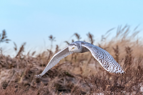 Across the Dune. Snowy Owl Sequence 4 of 7, Coastal NH, November 2018