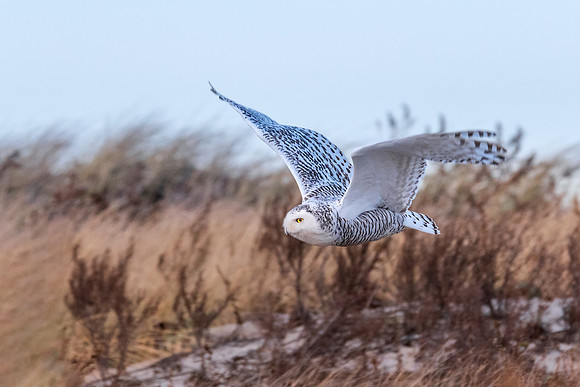 Flying the Dunes, Snowy Owl Sequence 5 of 7, Coastal NH, November 2018