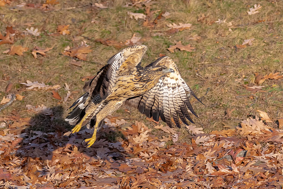 Great Black Hawk Flying After Meal, Portland, Maine 2018