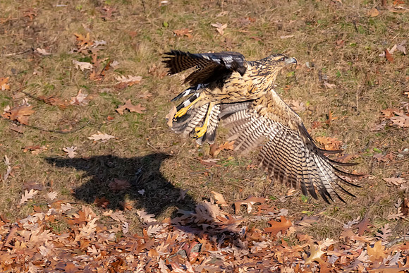 Great Black Hawk and Shadow, Portland, Maine 2018