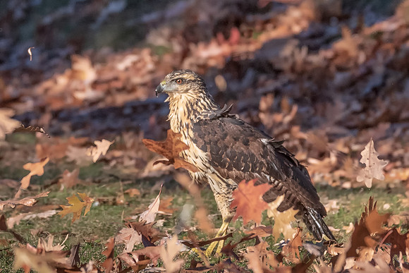Great Black Hawk, Portland, Maine 2018