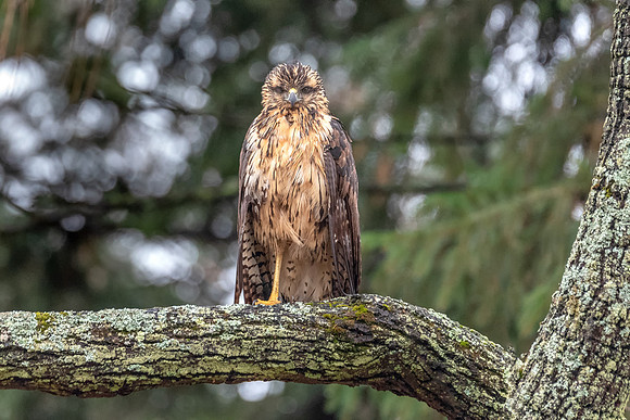 Great Black Hawk, Portland, Maine 2018