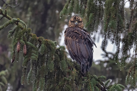 Great Black Hawk Roosting in Spruce Tree, Portland, Maine 2018