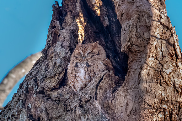 Red Screech Owl Resting, Newbury, Massachusetts 2018