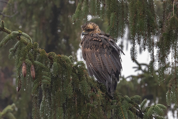 Great Black Hawk, Portland, Maine 2018
