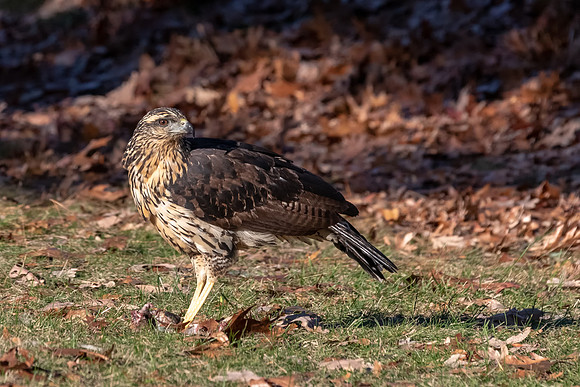 Great Black Hawk Guarding the Kill, Portland, Maine 2018