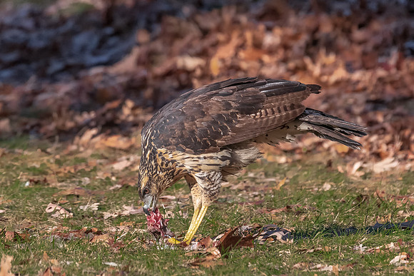 Great Black Hawk Eating Squirrel, Portland, Maine 2018