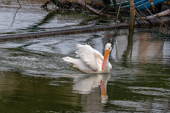 White Pelican Jumping In,, New Castle, NH 2018