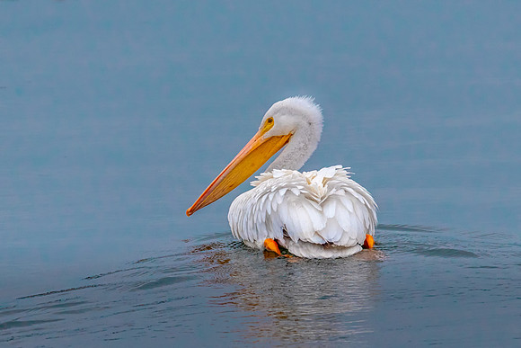 White Pelican Swimming Away, New Castle, NH 2018