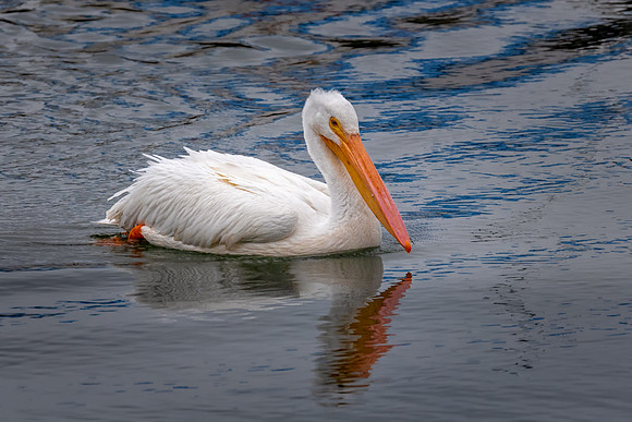 White Pelican Swimming, New Castle, NH 2018