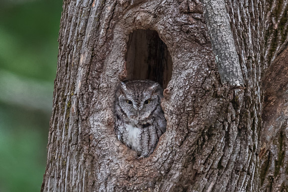 Gray Screech Owl, Nashua, NH December 2018