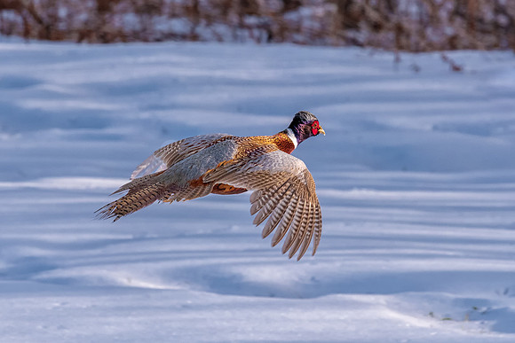 Ringed Neck Pheasant Flying Across Field, Temple, NH December 2019