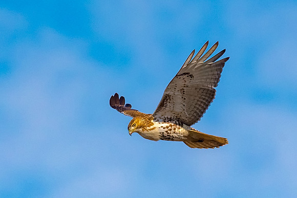 Juvenile Red Tailed Hawk, Parker River Wildlife Refuge, December 2018