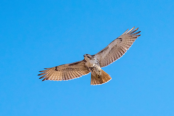 Juvenile Red Tailed Hawk, Parker River Wildlife Refuge, December 2018