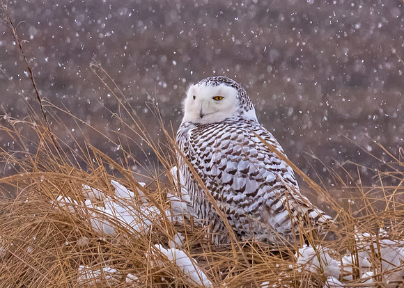 Snowy Owl in Snowstorm, Salisbury State Reservation, March 2018