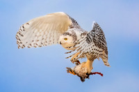 Snowy Owl with Prey. Hampton Beach State Park, NH.