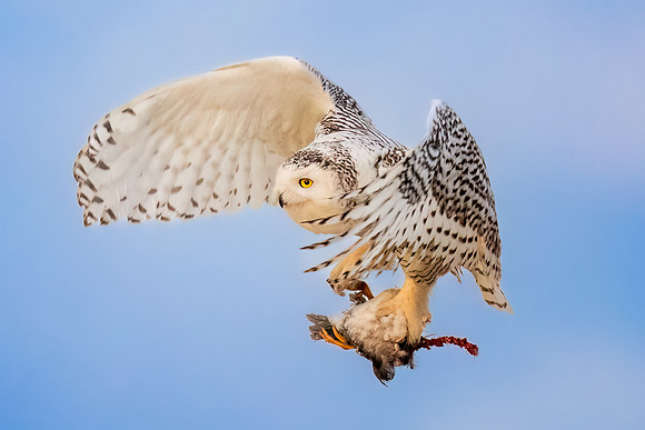 Snowy Owl with Prey. Hampton Beach State Park, NH.