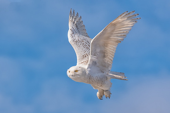Wings Up. Snowy Owl, Rhode Island 2019