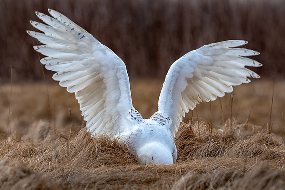 Diving for a Vole. Snowy Owl, Rhode Island 2019