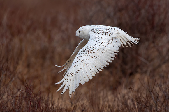 On the Hunt. Snowy Owl, Rhode Island 2019
