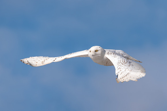 In Flight, Snowy Owl, Rhode Island 2019