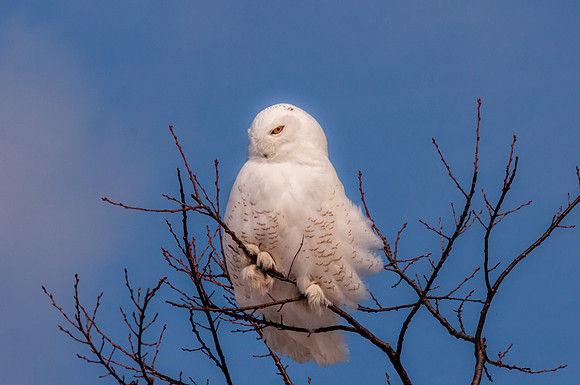 Snowy Owl Roosting. Salisbury State Reservation, Massachusetts 2015