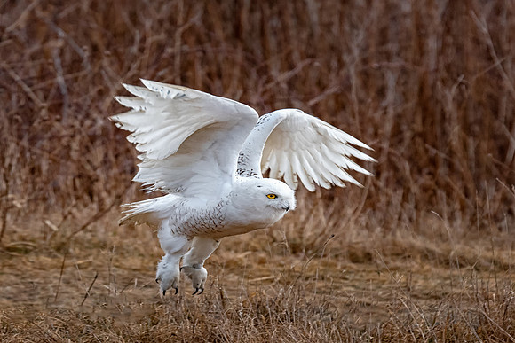 Take Off, Snowy Owl, Rhode Island 2019