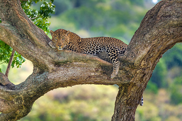 Shujaa Male Leopard Chillin'.  Mara Conservancy, Kenya.