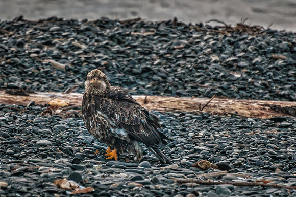 Immature Bald Eagle on Homer Spit, Alaska