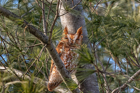 Screech Owl in Pine Tree, Newbury, Massachusetts, February 2019